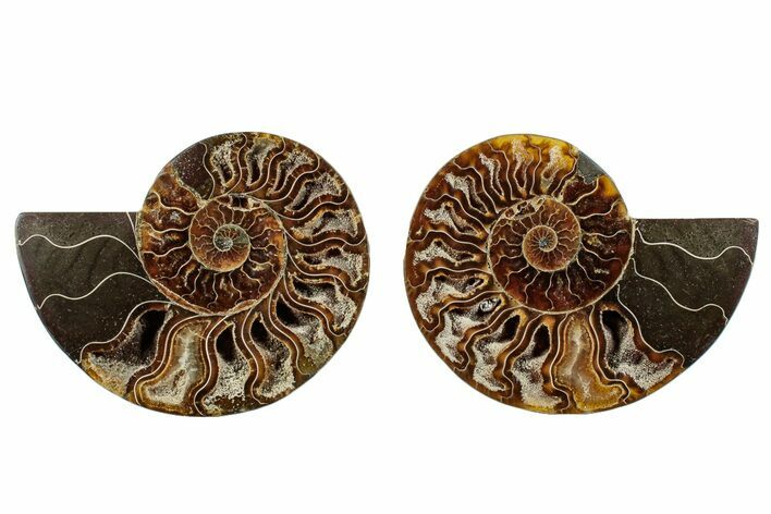 Cut & Polished, Agatized Ammonite Fossil - Madagascar #270279